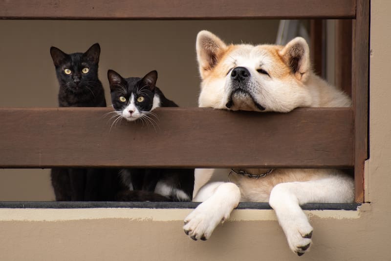 Oficial | La ley prohíbe dejar perros y gatos en balcones y terrazas: las multas llegan a 50.000 euros (Fuente: Shutterstock)