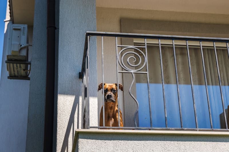 Oficial | La ley prohíbe dejar perros y gatos en balcones y terrazas: las multas llegan a 50.000 euros (Fuente: Shutterstock)