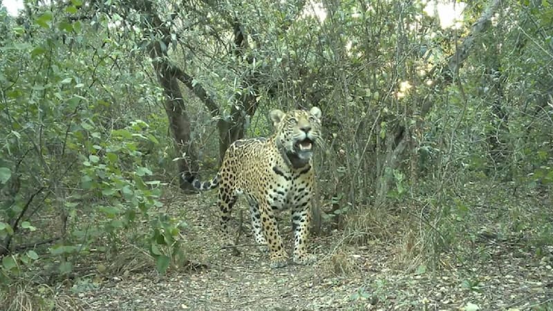 Especialistas confirmaron le visualización de dos crías de yaguareté en el Chaco.