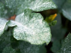 Echar bicarbonato sobre las hojas de tus plantas: para qué sirve cuando aparece un polvo blanco en las plantas