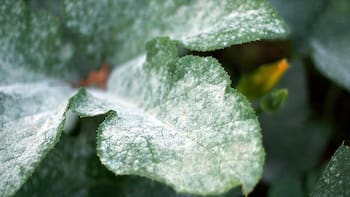 Echar bicarbonato sobre las hojas de tus plantas: para qué sirve cuando aparece un polvo blanco en las plantas