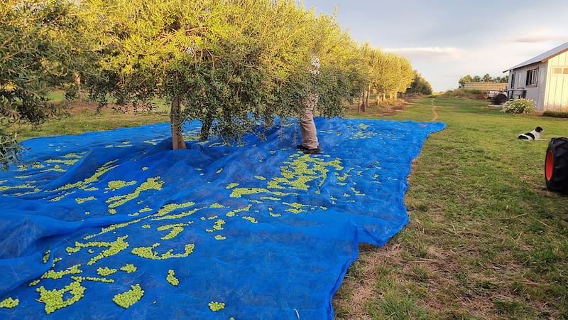 Olivares La Loma, en Coronel Pringles