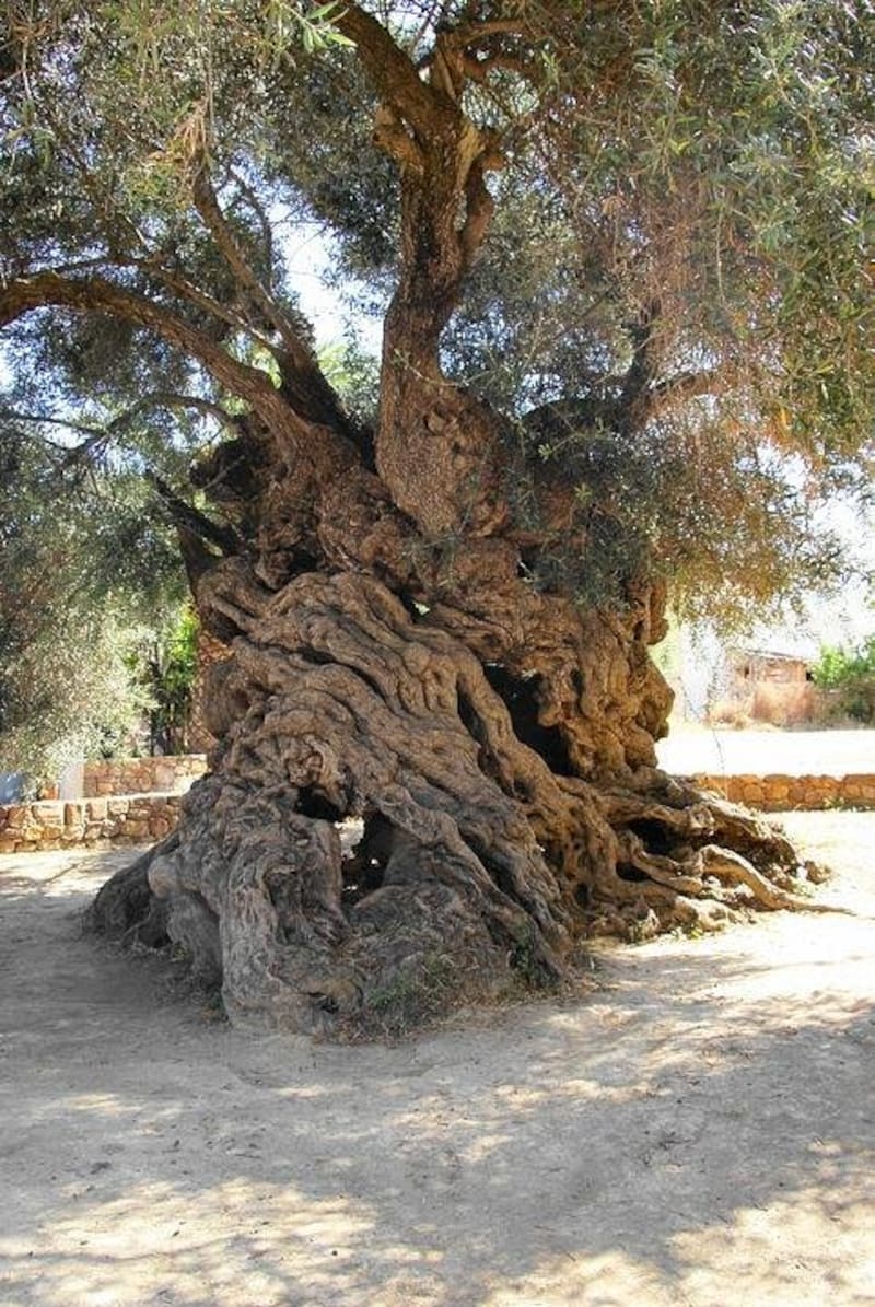 Olivo de Vouves.