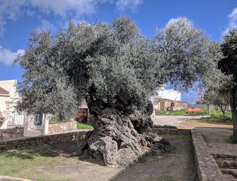 Olivo de Vouves.