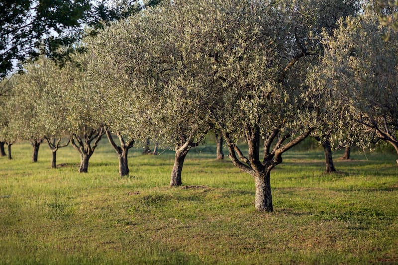 El Osmanthus fragrans, conocido como olivo dulce, se posiciona como una de las opciones más buscadas por quienes quieren sumar naturaleza con bajo esfuerzo. Imagen: Freepik.