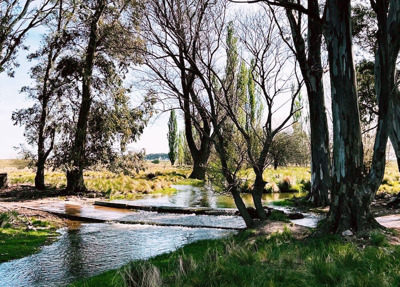 Olivos del Napostá, en Cabildo, a 50 km de Bahía Blanca