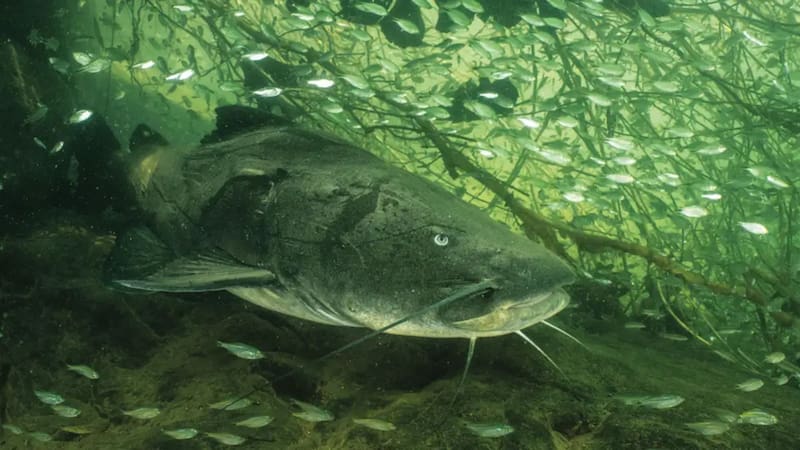 Orgullo argentino: el pez de río más grande del mundo fue hallado en nuestro país
Fuente: National Geographic