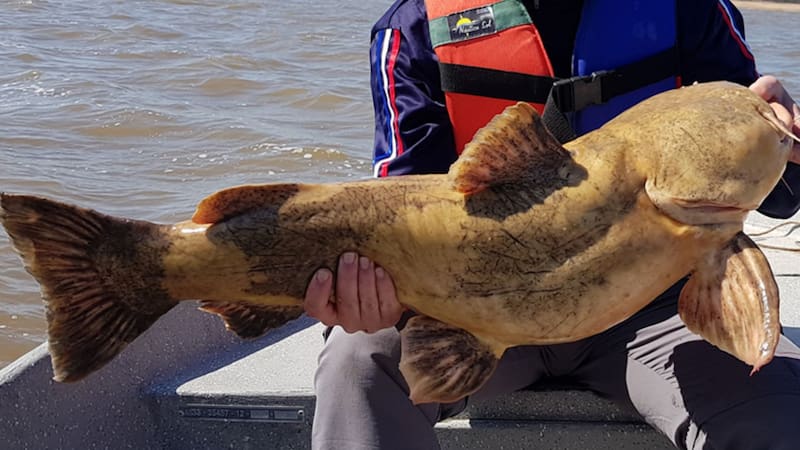 Orgullo argentino: el pez de río más grande del mundo fue hallado en nuestro país
Fuente: Pesca Argentina