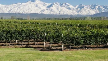 Orgullo nacional: esta bodega argentina se consagró como la mejor fuera de Europa