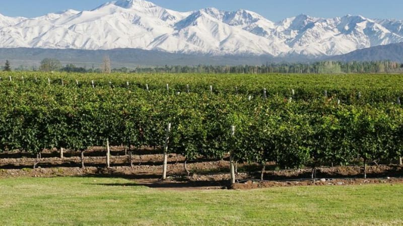 Orgullo nacional: esta bodega argentina se consagró como la mejor fuera de Europa