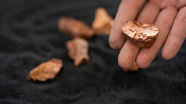 Hallazgo dorado | Descubren una planta que produce oro puro y se puede cultivar en las casas