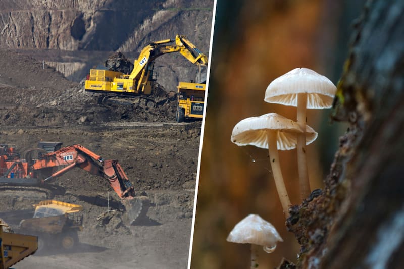 Descubren hongos que metabolizan el oro y quieren crear la “minería metabólica”: usaron organismos vivos para su extracción.