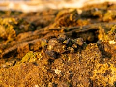 Adiós a la pobreza: la planta que genera oro fino y la logran poseer todos en su casa