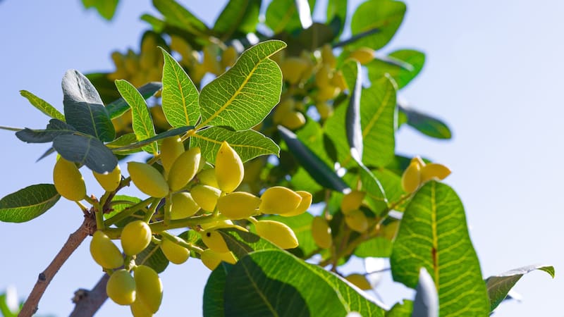 Oro verde | Cómo cultivar un árbol de pistacho en casa: cuánto tarda en dar frutos y cada cuánto regarlo
Fuente: Shutterstock