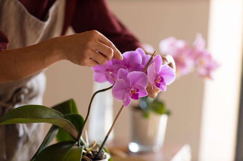 El truco para regar las orquídeas y prolongar la floración.