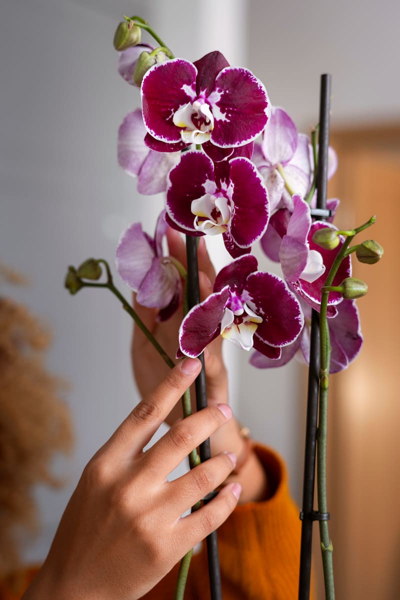 El truco para regar las orquídeas y prolongar la floración.