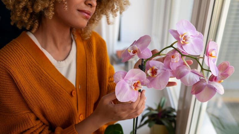 Orquídeas: el truco que las hace florecer durante más tiempo.