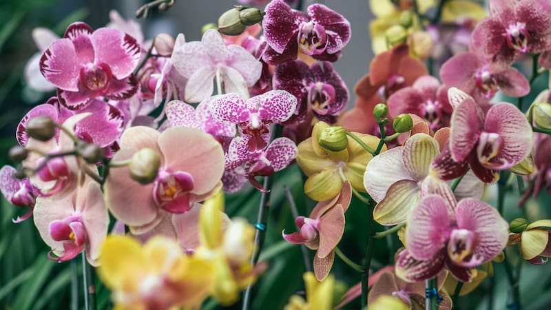 Feria de Orquídeas GRATIS este fin de semana largo en Buenos Aires.