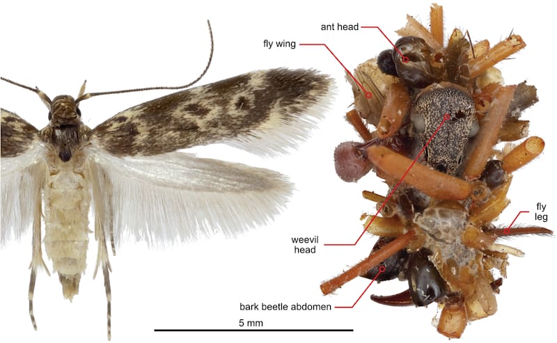 A la derecha puede observarse la oruga después de la metamorfosis, a la izquierda su "hogar de seda" decorado con restos de insectos.