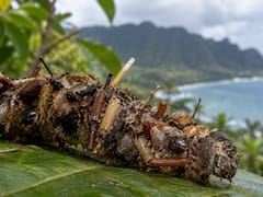 Se hizo historia: hallaron una nueva y extraña especie de oruga hawaiana “coleccionadora de huesos” que decora su hogar con partes de insectos
