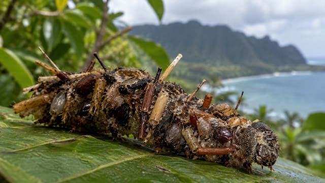 Se hizo historia: hallaron una nueva y extraña especie de oruga hawaiana “coleccionadora de huesos” que decora su hogar con partes de insectos