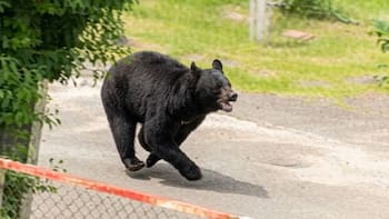 Intensa búsqueda de un oso “extremadamente inteligente” que casi mata a 4 personas: “Sabe abrir puertas”