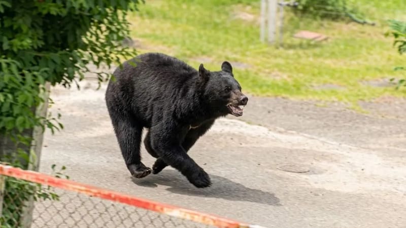 Intensa búsqueda de un oso “extremadamente inteligente” que casi mata a 4 personas: “Sabe abrir puertas”.