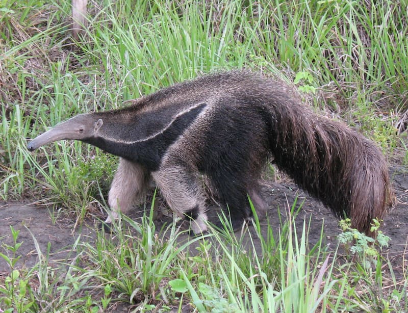 Esta especie desapareció por causa de la caza furtiva y el avance del agro.