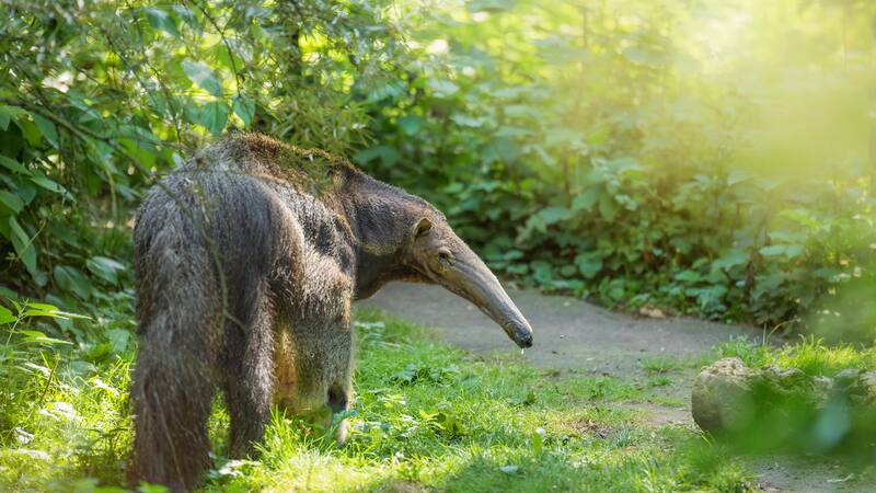 Oso hormiguero gigante