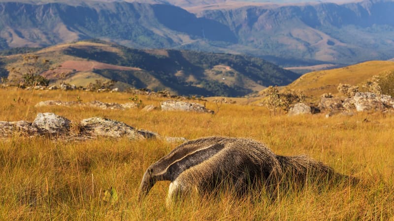 El papel del oso hormiguero gigante resulta crucial para la salud del medio ambiente.
