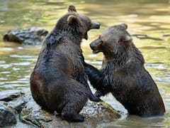El depredador más temido del mundo podría dejar de ser carnívoro: científicos alertan que su dieta está cambiando y las consecuencias serían graves
