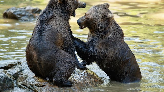 El depredador más temido del mundo podría dejar de ser carnívoro: científicos alertan que su dieta está cambiando y las consecuencias serían graves