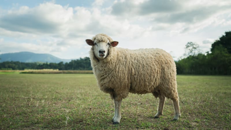 Una estancia de Santa Cruz llegó a tener 40.000 ovejas. Fuente: Shutterstock.