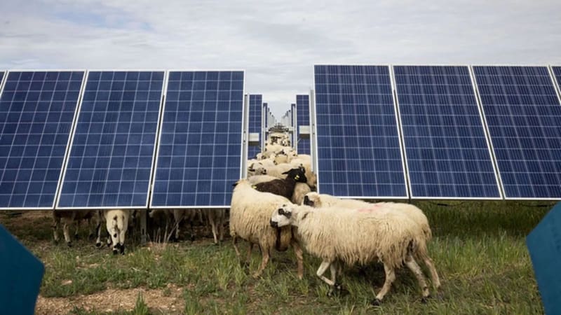 Llevaron 40 ovejas a un parque de energía solar y el sorprendente efecto que provocaron desafió toda la lógica