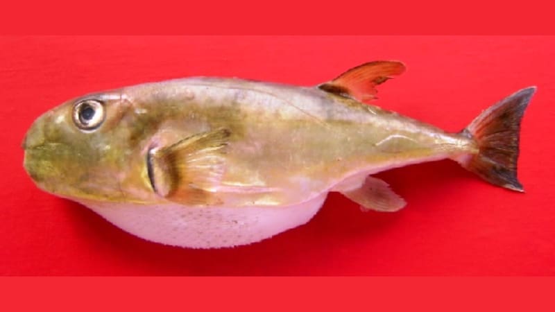 El calentamiento global acelera la invasión de este ejemplar con toxinas mortales que llegó desde el Mar Rojo a través del Canal de Suez.