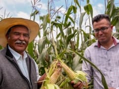 Oficial y confirmado | El Banco del Bienestar podría hacer un depósito de entre 7,000 y 24,000 pesos a los ciudadanos de México que se inscriban en el padrón de Agricultura