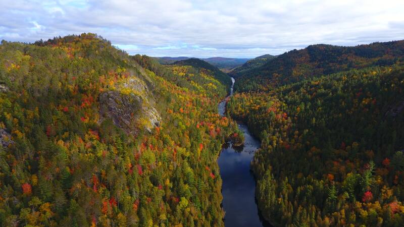 La madera cumple un rol esencial en el ecosistema y ya se relocalizaron más de 6.000 troncos (fuente: freepik)