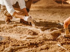 Los dinosaurios también se fracturaban: científicos usaron un fósil de T.Rex para “viajar en el tiempo” y ver un proceso de hace 66 millones de años