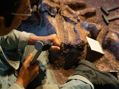 España hace historia con el descubrimiento de fósiles de un dinosaurio del tamaño de un perro tras 30 años de investigación