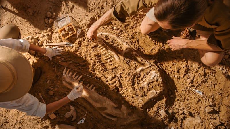 Investigadores descubren una nueva especie de hace 240 millones de años: el hallazgo revela dónde evolucionaron los primeros dinosaurios. (Fuente: Shutterstock).
