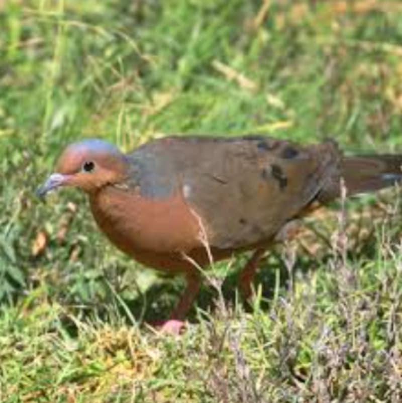 Los ocho polluelos nacidos en Europa representan un avance clave en el programa global para salvar a la paloma de Socorro.