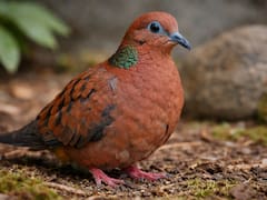 Creían que estaba extinta: reaparece un ave legendaria con ocho crías y revive la esperanza científica