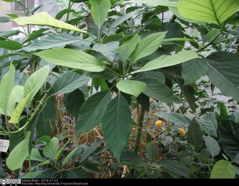 La planta única que encontraron los científicos.
