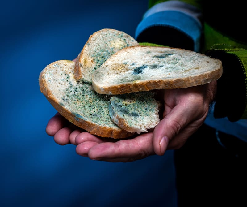 El moho es un tipo de hongo microscópico que crece sobre materia de origen vegetal o animal. Se reproduce mediante esporas que pueden transportarse por el aire, el agua o los insectos y depositarse sobre distintos alimentos.