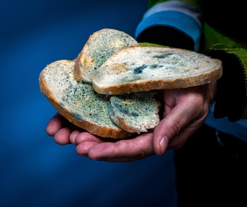 Una mano sosteniendo rodajas de pan con moho