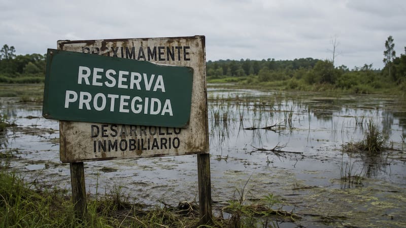 En 2007, compraron un pantano para detener un desarrollo inmobiliario. 15 años después lo habían transformado en un ecosistema único en el mundo.
