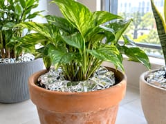 Colocar papel aluminio alrededor de las plantas: para qué sirve y por qué muchos lo recomiendan