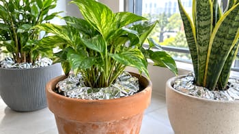Colocar papel aluminio alrededor de las plantas: para qué sirve y por qué muchos lo recomiendan