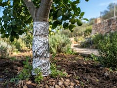 Envolver el tronco del limonero con papel aluminio: para qué sirve y por qué recomiendan hacerlo