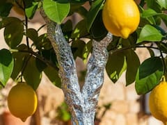 Colocar un trozo de papel aluminio en el tronco del limonero: para qué sirve y por qué lo recomiendan